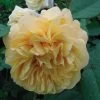 Rosier Ancien Fragrant Old Yellow -Jardin Plantes Boutique rosier fragant old yellow 771501 1