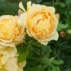 Rosier David Austin Golden Celebration -Jardin Plantes Boutique rosier golden celebration 66521 1