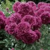 Rosier Grimpant Crimson Shower -Jardin Plantes Boutique rosier grimpant crimson shower 659822 1