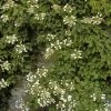 Schizophragma Hydrangeoïdes 1 Schizophragma Hydrangeoïdes -Jardin Plantes Boutique schizophragma hydrangeoide 771530 1