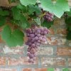 Vigne Fragola Nera - Raisin Fraise 1 Vigne Fragola Nera - Raisin Fraise -Jardin Plantes Boutique vigne fragola nera 86450 1 1