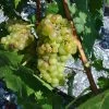 Vigne Muscat Champion 2 Vigne Muscat Champion -Jardin Plantes Boutique vigne vitis Muscat blanc 771563 1