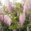 Glycine Du Japon - Wisteria Floribunda Honbeni (Rosea, Pink Ice) 2 Glycine Du Japon - Wisteria Floribunda Honbeni (Rosea, Pink Ice) -Jardin Plantes Boutique wisteria floribunda rosea 771556 1