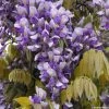 Glycine Grande Diva Nathalie - Wisteria (x) Venusta -Jardin Plantes Boutique wisteria nathalie if minier16059 1